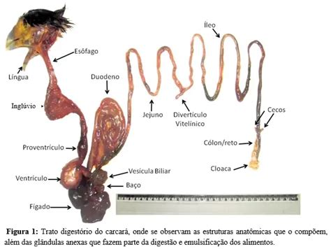 marichulos|El marichulo en la cloaca 